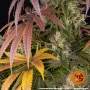 Насіння конопель Lemon Cherry Gelato від Barney's Farm